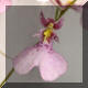 Oncidium n32